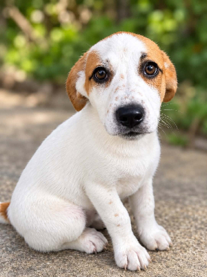 Adopter Ylla