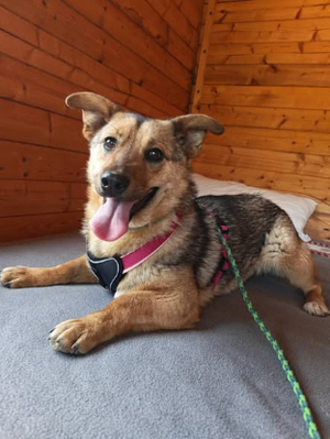 Adopter Ylva