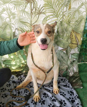 Adopter Yoda