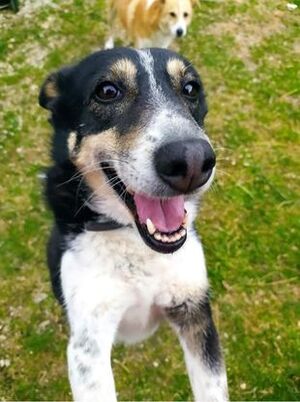 Adopter Yola