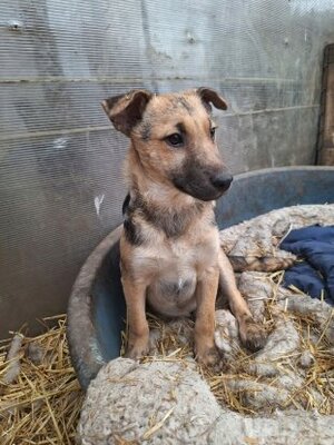 Adopter Yolan