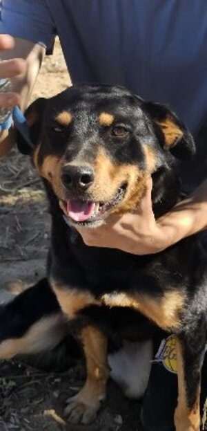 Adopter Yori