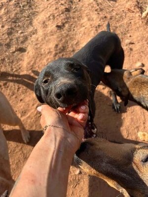 Adopter Youki
