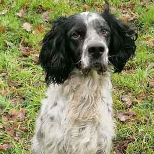 Adopter Yugo