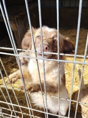 Adopter Yuli