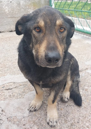Adopter Zack