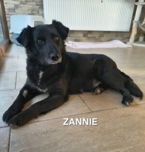 Adopter Zannie
