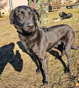 Adopter Zargo