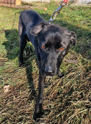 Adopter Zaya