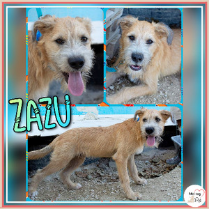 Adopter Zazu