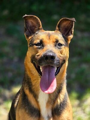 Adopter Zazu