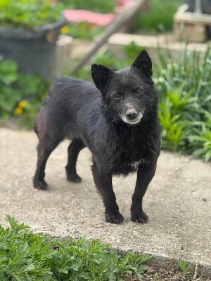 Adopter Zelda