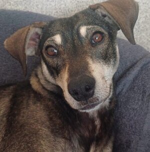 Adopter Zeus