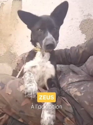 Adopter Zeus