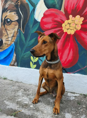 Adopter Zeus