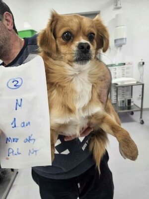 Adopter Zigoto