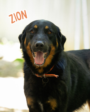 Adopter Zion