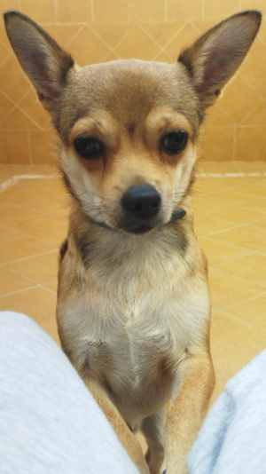 Adopter Ziro