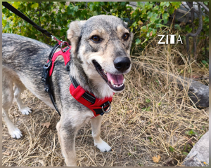 Adopter Zita à adopter!