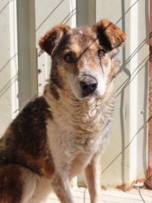 Adopter Ziva