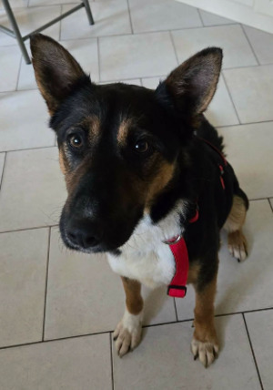 Adopter Zoé