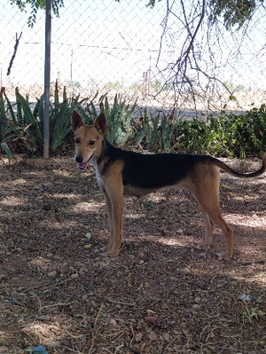 Adopter Zoe