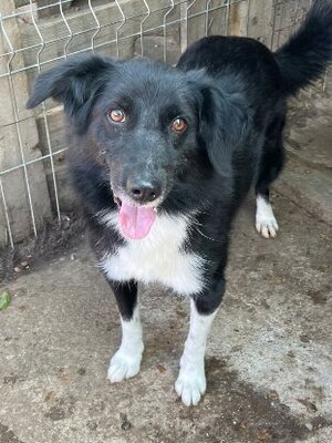 Adopter Zoya