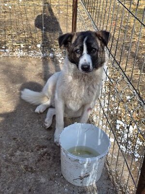 Adopter Zuri
