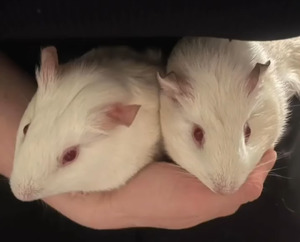Adopter Bella & bianca