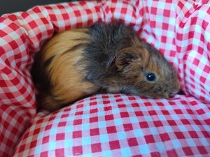 Adopter Cacao