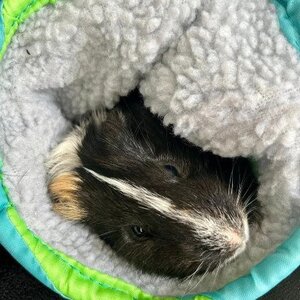 Adopter Karadoc et arthur