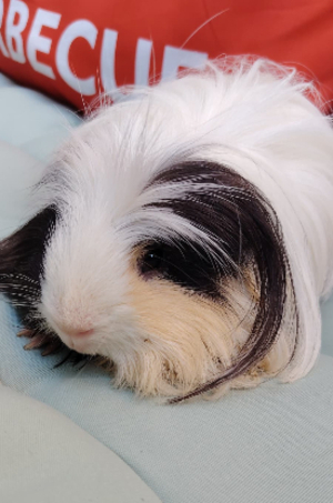 Adopter Moshi
