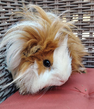 Adopter Piou
