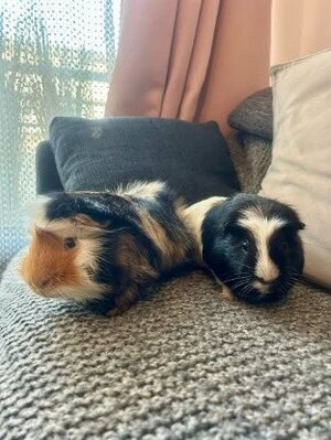 Adopter Tom et michael