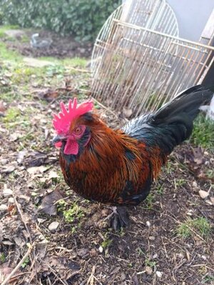 Adopter Les dalton