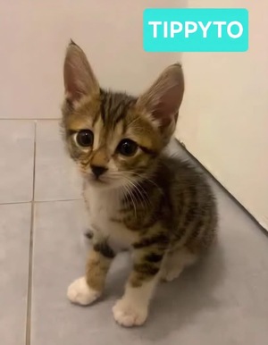 Adopter TIPPYTO