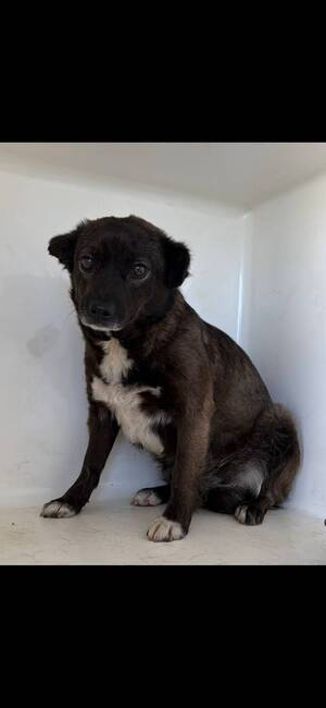 Adopter MIA