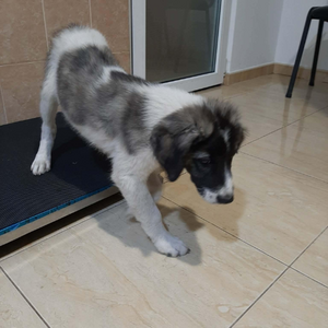 Adopter Dodo