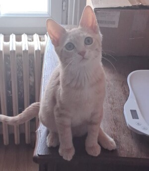 Adopter Aïko