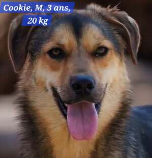 Adopter COOKIE