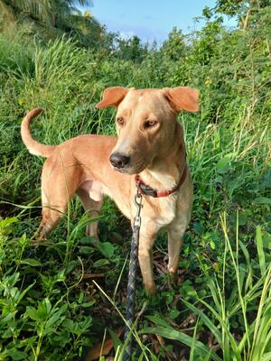 Adopter Kiko