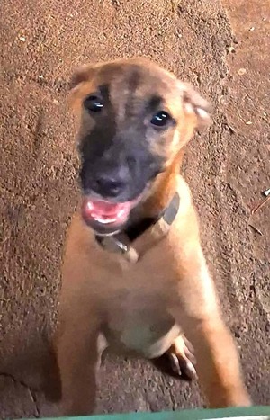 Adopter Buffy