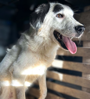 Adopter Orion