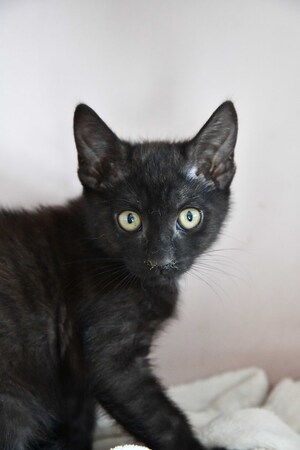 Adopter DIABOLO