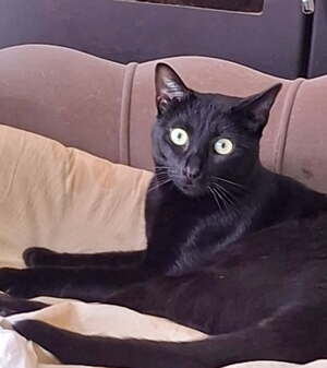 Adopter Marley