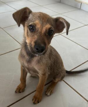 Adopter GIRLY