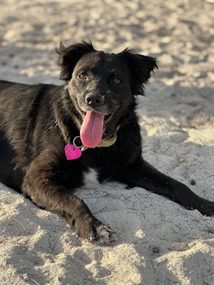 Adopter NOVA