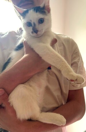 Adopter Icare