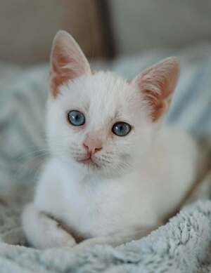 Adopter KIMCHI