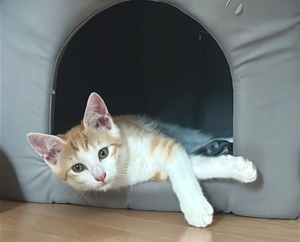 Adopter Bonnie